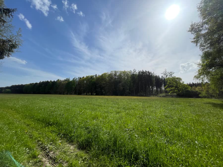 Wiese vor dem Waldrand