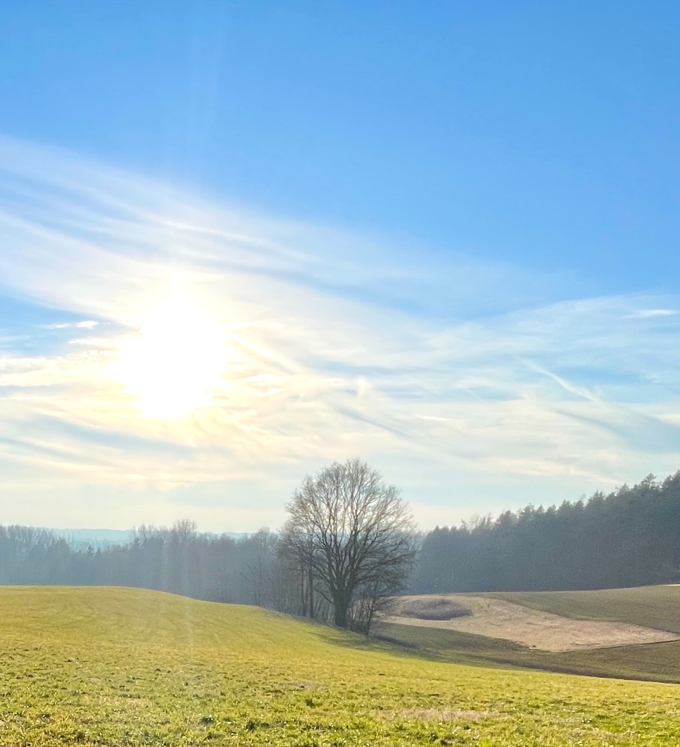 Kahler Baum vor dem Waldrand, tiefe Sonne über der Wiese