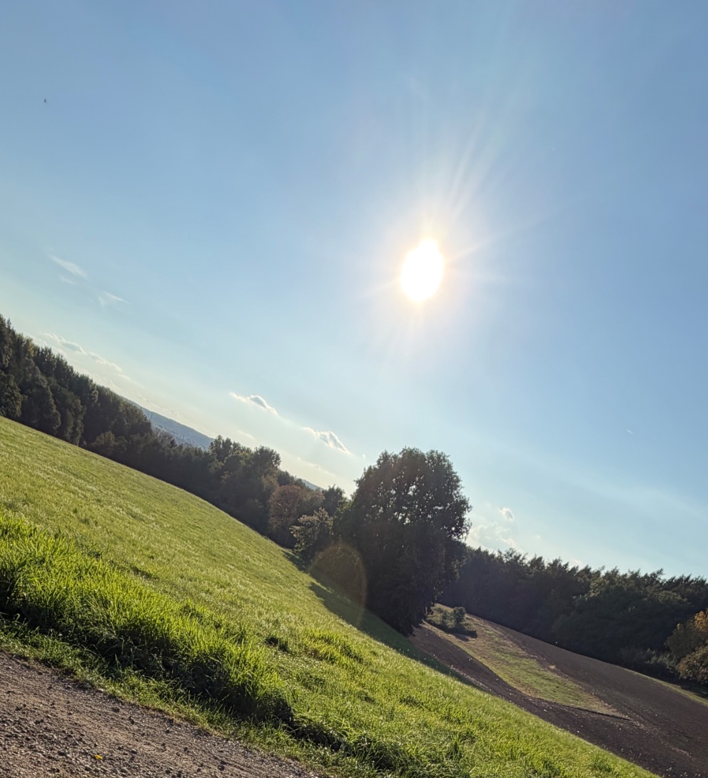 Wiese im Gegenlicht der Herbstsonne