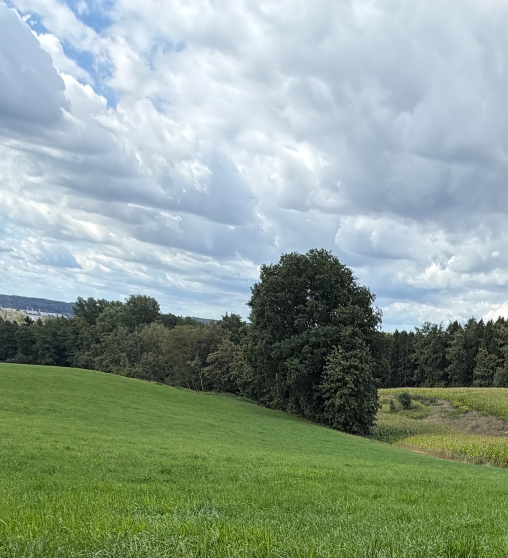 Sattgrüne Wiese, der Baum in vollem Laub unter Wolken