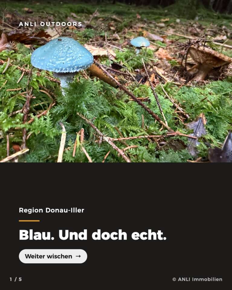 Pilze im Herbstwald, ANLI Outdoors in der Region Donau-Iller