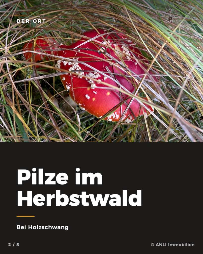 Pilze im Herbstwald, ANLI Outdoors