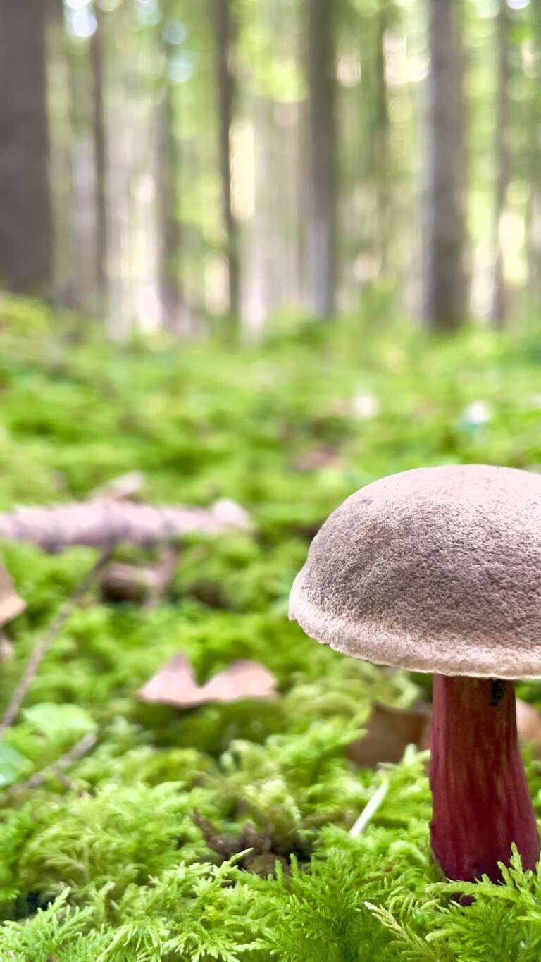 anli outdoors wald bei witzighausen kachel hoch 1 -