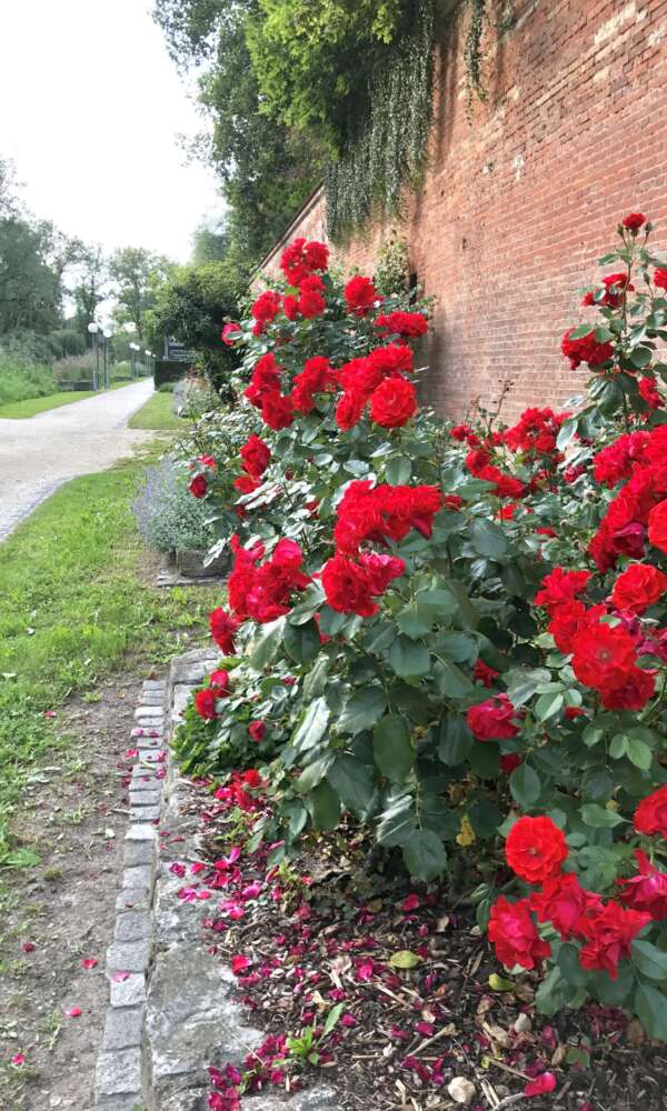 Glacis Rosen - Makler Neu-Ulm